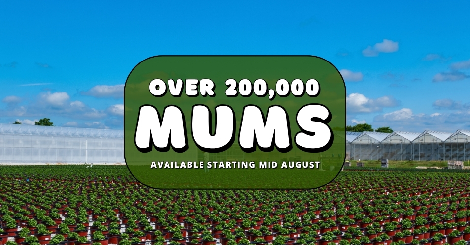 fall mums