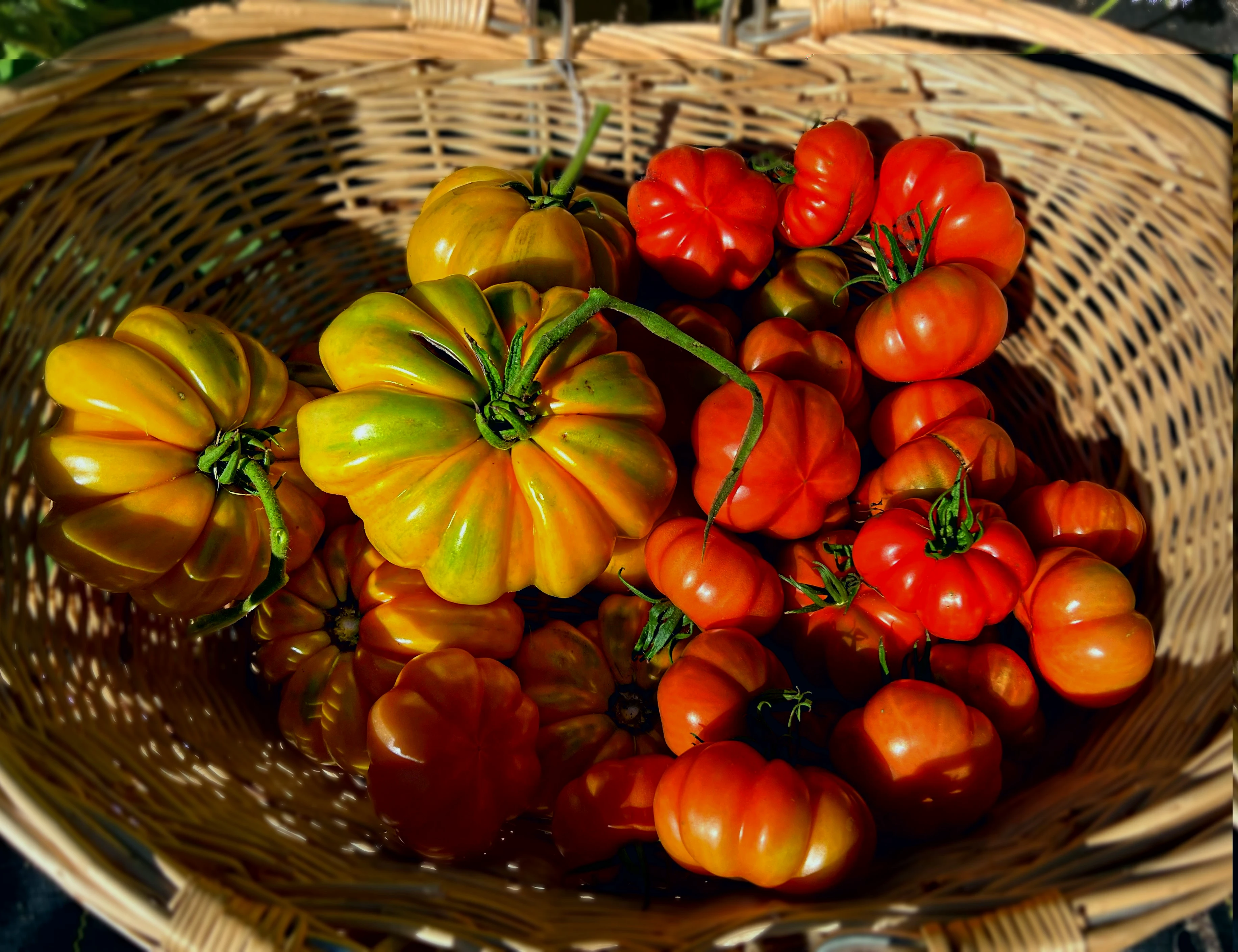 Woldhuis Sunrise Greenhouse Tomatoes