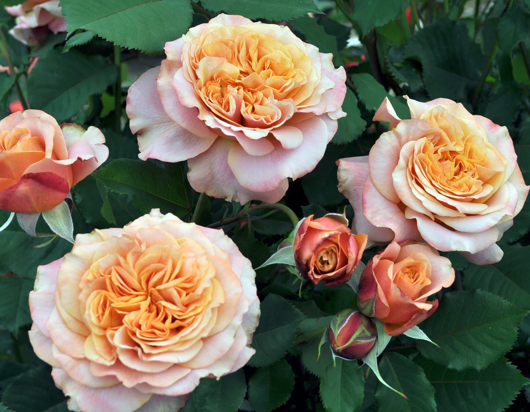 Woldhuis Sunrise Greenhouse Roses