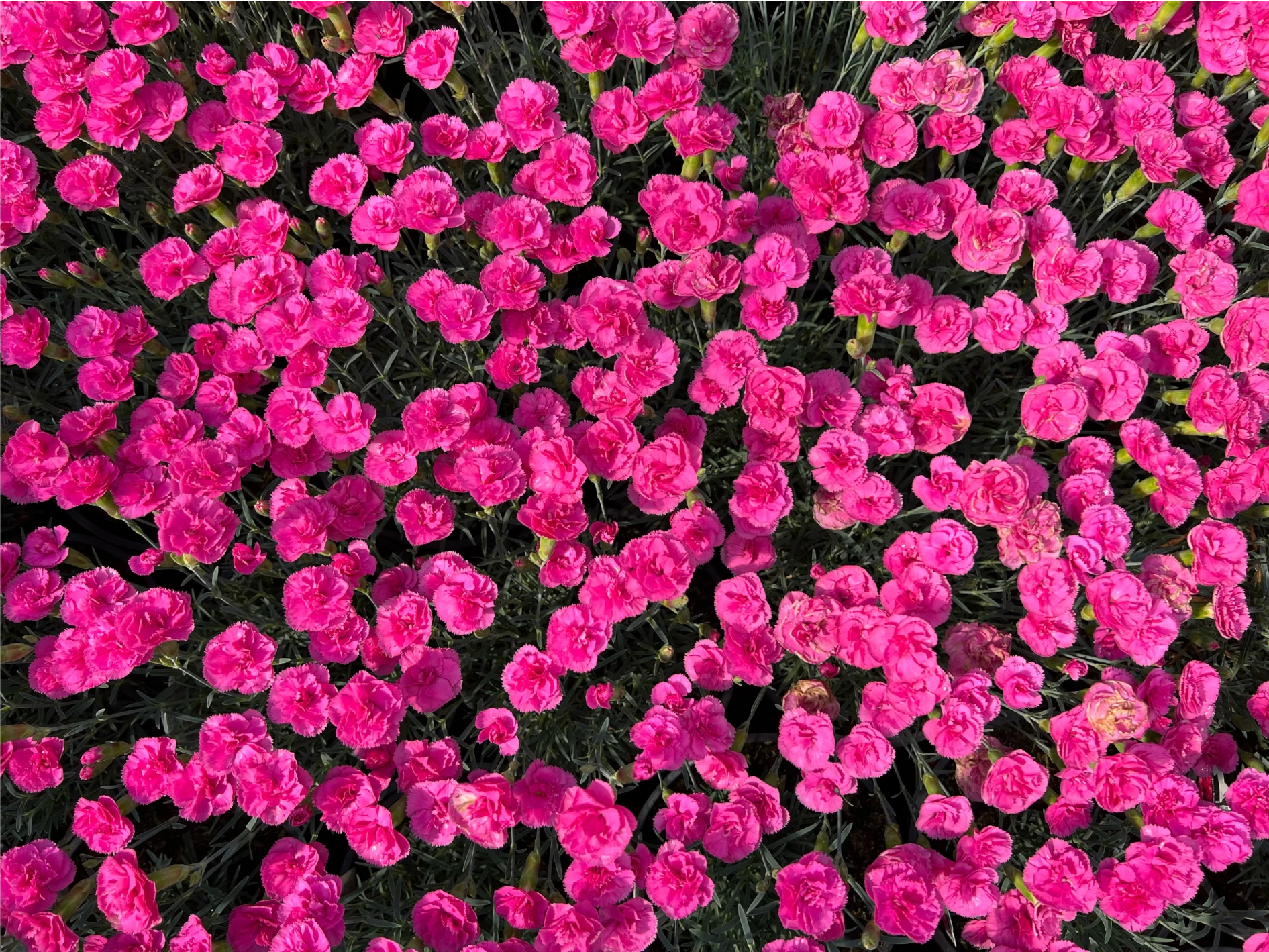 Gift Cards | Woldhuis Farms Sunrise Greenhouse in Grant Park, IL