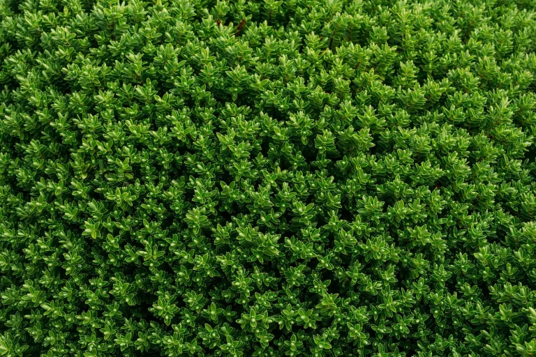 carpet of Boxwood